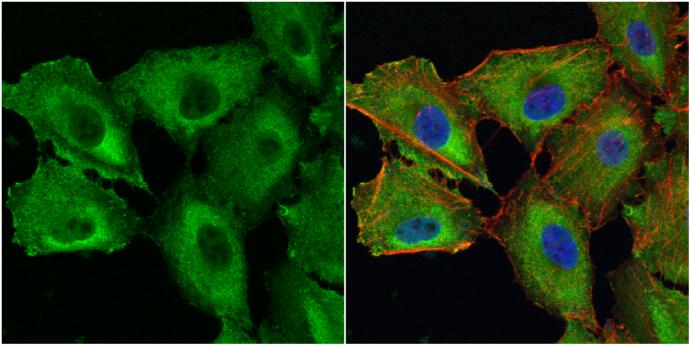 Galectin-1 Antibody - BSA Free