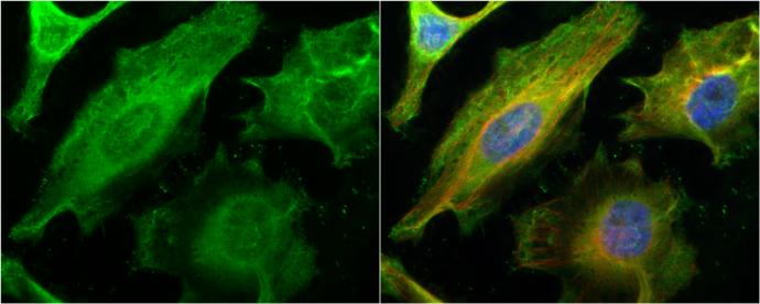 Galectin-1 Antibody - BSA Free