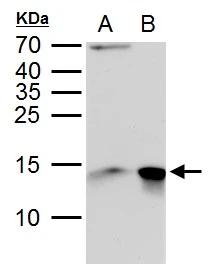 Galectin-1 Antibody - BSA Free