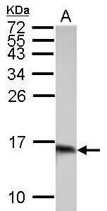 Galectin-1 Antibody - BSA Free
