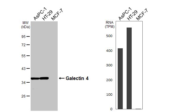 Galectin-4 Antibody - BSA Free