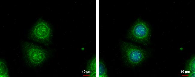 Galectin-3 Antibody - BSA Free