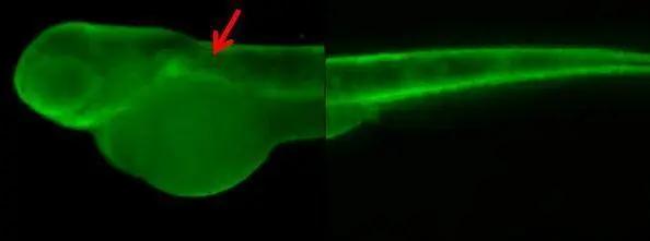 Gamma Adaptin Antibody