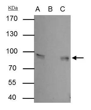 gamma Catenin Antibody - BSA Free