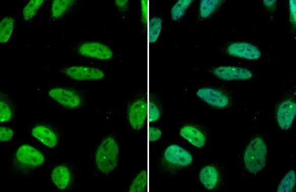 GATA-2 Antibody - BSA Free