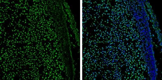 GATA-2 Antibody - BSA Free