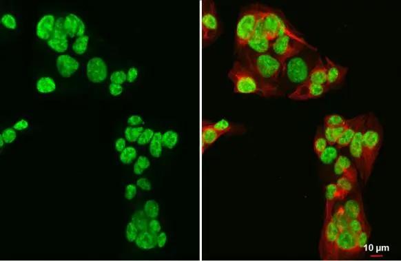 GATA-4 Antibody