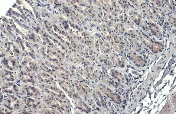 GATA-4 Antibody