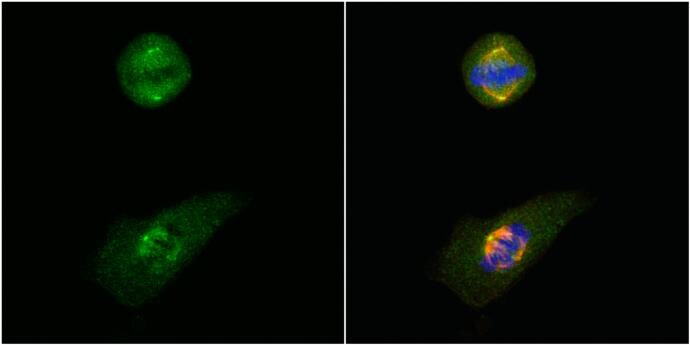 GCP4 Antibody - BSA Free