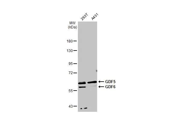 GDF-5/BMP-14 Antibody - BSA Free