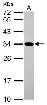 Geminin Antibody - BSA Free