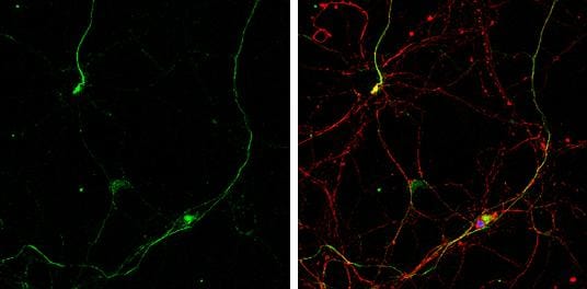 Gephyrin/GPHN Antibody - BSA Free