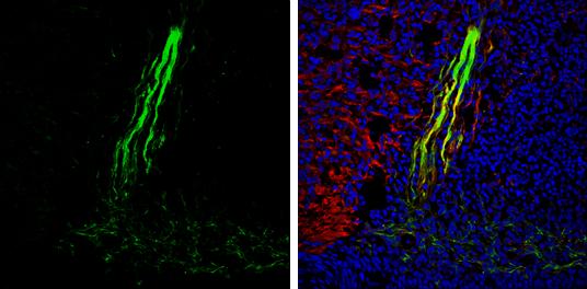 Gephyrin/GPHN Antibody - BSA Free