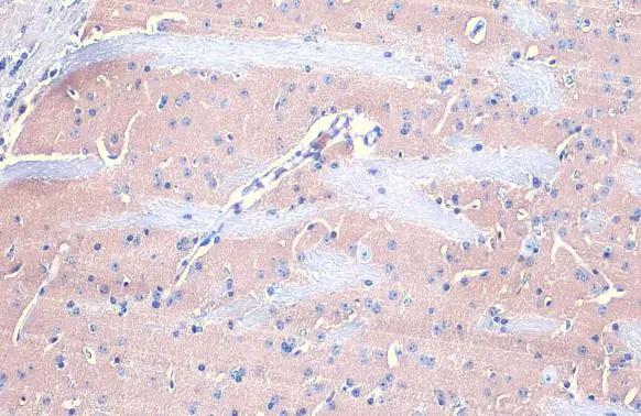 Gephyrin/GPHN Antibody - BSA Free