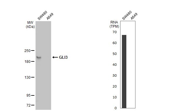 GLI-3 Antibody