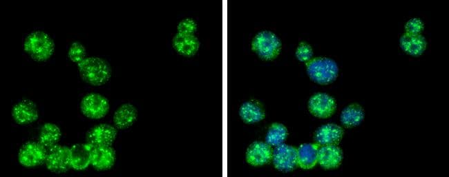 GLMN Antibody