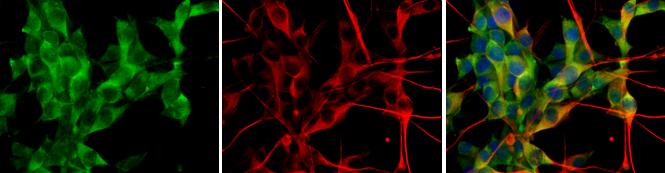 Glutamate Dehydrogenase Antibody