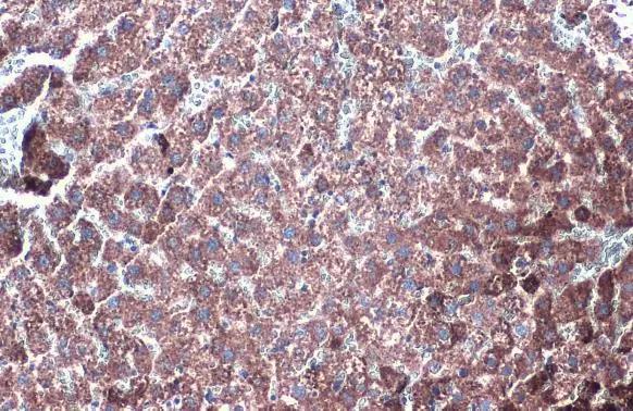 Glutamate Dehydrogenase Antibody