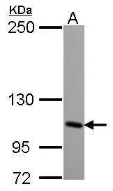 KA1/GRIK4/Glutamate Receptor KA1 Antibody - BSA Free