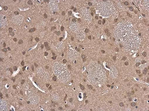 Glutathione Reductase Antibody - BSA Free