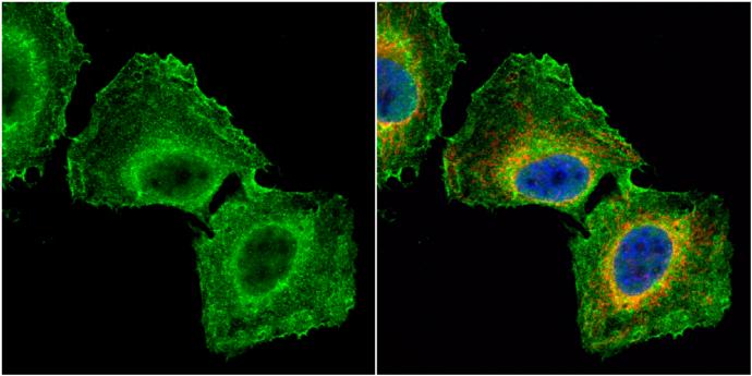 GNB1 Antibody - BSA Free