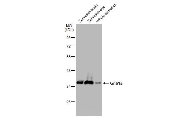 GNB1 Antibody - BSA Free