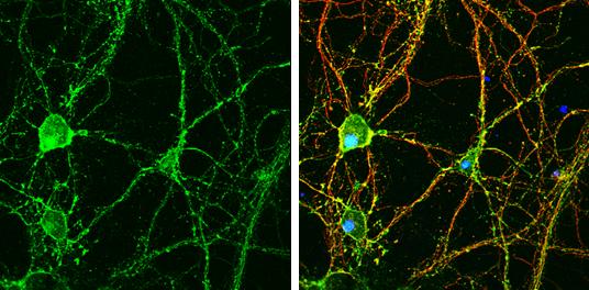 GO Protein alpha Antibody