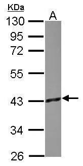 GO Protein alpha Antibody