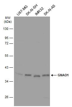 GO Protein alpha Antibody