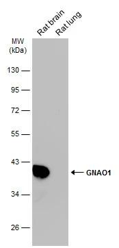 GO Protein alpha Antibody