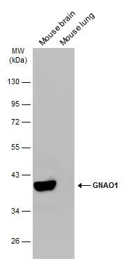GO Protein alpha Antibody