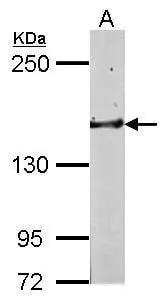 Golgi Glycoprotein 1/GLG1 Antibody