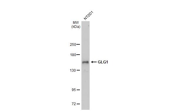 Golgi Glycoprotein 1/GLG1 Antibody