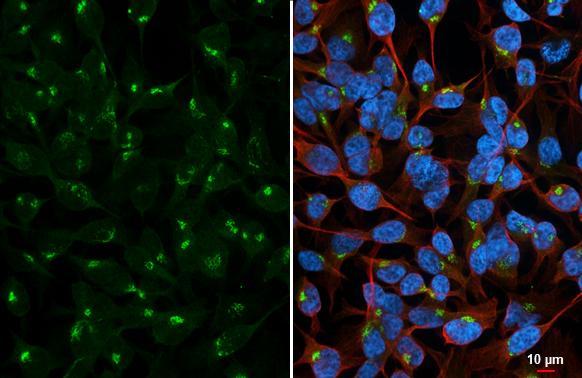 Golgin 97 Antibody - BSA Free