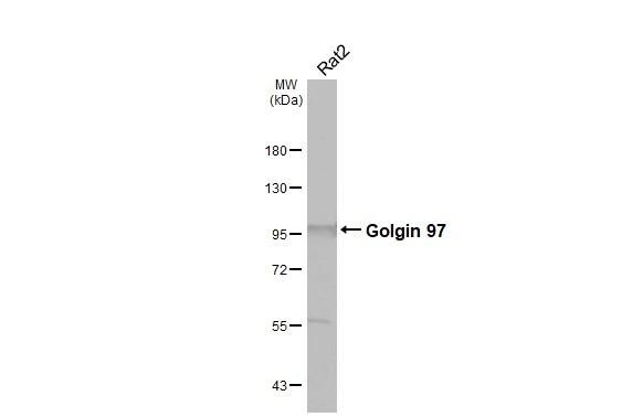 Golgin 97 Antibody - BSA Free