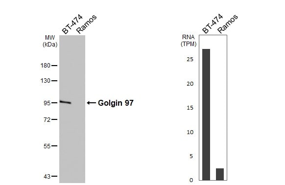 Golgin 97 Antibody - BSA Free
