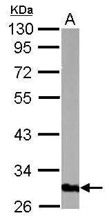 GOLPH3 Antibody