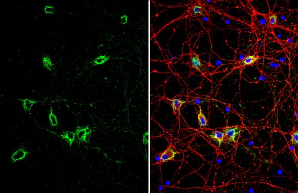 GRP78/HSPA5 Antibody - BSA Free