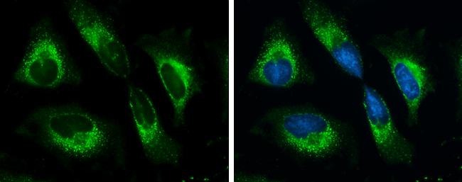 GRP78/HSPA5 Antibody - BSA Free