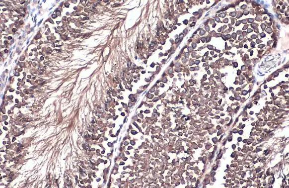 GRP78/HSPA5 Antibody - BSA Free