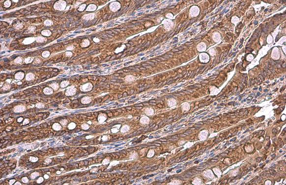 GRP78/HSPA5 Antibody - BSA Free