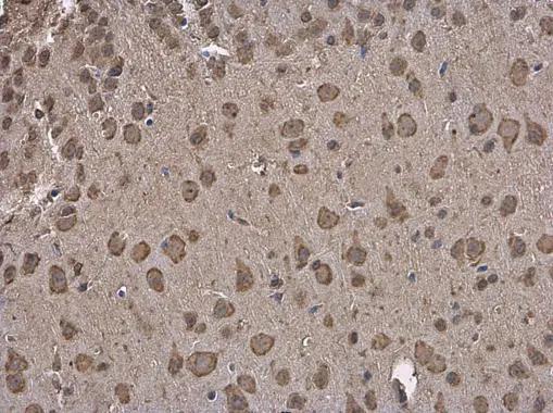 GRP78/HSPA5 Antibody - BSA Free