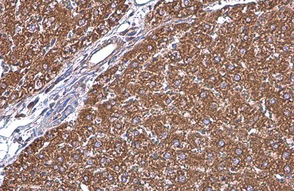 GRP78/HSPA5 Antibody - BSA Free