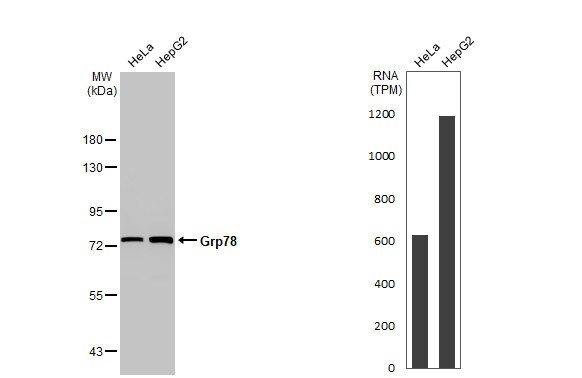 GRP78/HSPA5 Antibody - BSA Free