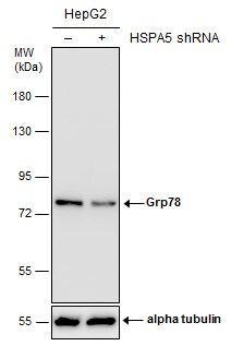 GRP78/HSPA5 Antibody - BSA Free