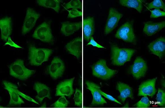 GSPT1 Antibody - Azide and BSA Free