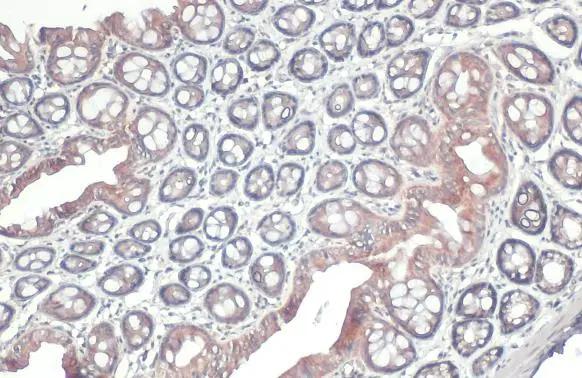GSPT1 Antibody - Azide and BSA Free