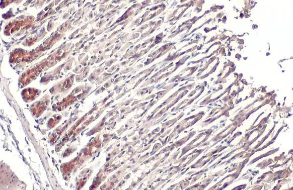 GSPT1 Antibody - Azide and BSA Free