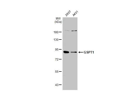 GSPT1 Antibody - Azide and BSA Free