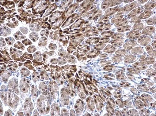 Glutathione S-Transferase pi 1/GSTP1 Antibody - BSA Free